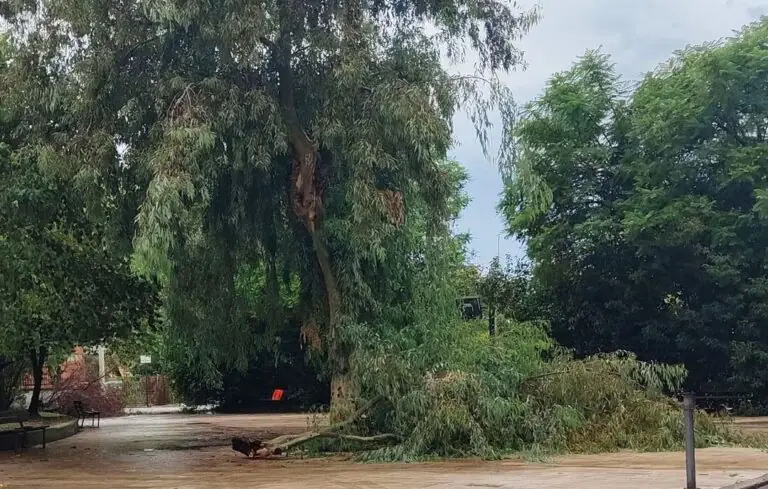 Crolla albero nel parco, maltempo piega città tra disagi e blackout