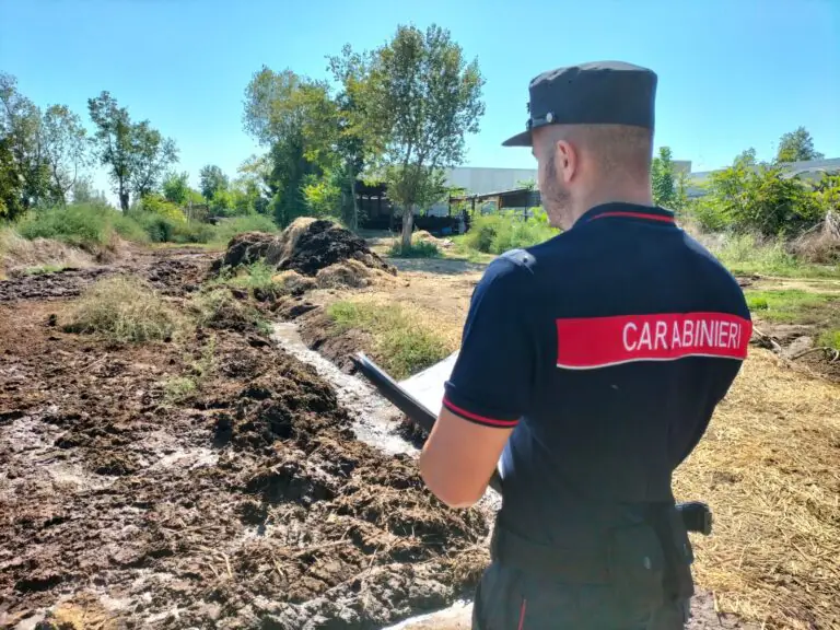 Sequestrati due allevamenti bufalini: requisiti 349 capi