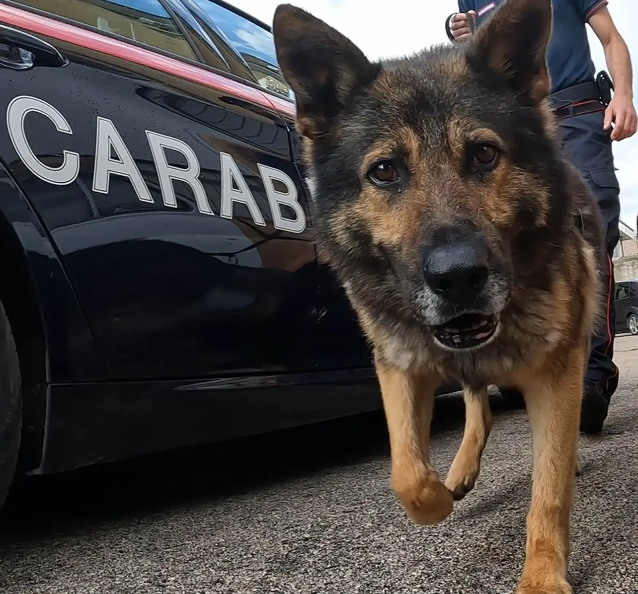 Sequestro di eroina durante un'operazione antidroga dei Carabinieri a Grazzanise e Santa Maria la Fossa.