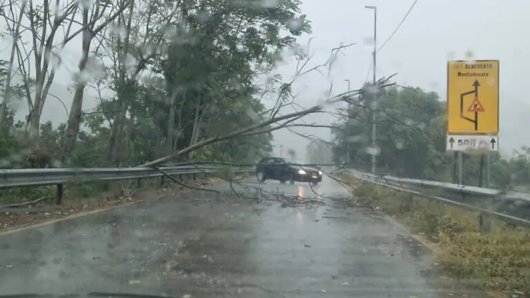Maltempo, cede albero: strada bloccata
