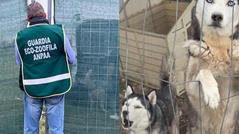 Scoperti in un terreno cani maltrattati e in stato di abbandono, proprietario denunciato