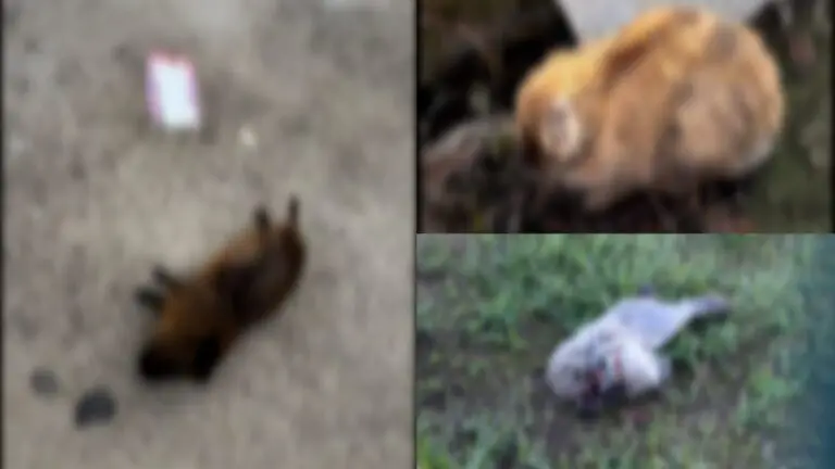 Conigli sbranati da cani nella Villa Comunale: “Vicenda orribile, si accertino le responsabilità”