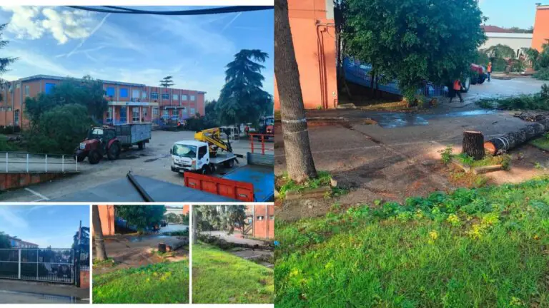 Alberi abbattuti senza preavviso a scuola, Ferrara: “Dove sono le perizie? Vogliamo sapere chi ha deciso”