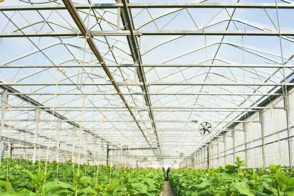 Cetrioli in vendita, Codici segnala l'aumento dei prezzi dei prodotti da serra e chiede chiarezza sulla filiera